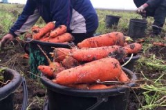 Bedingungen und Regeln für die Ernte von Karotten für die Winterlagerung