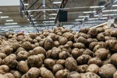 Manter a qualidade e a apresentação, ou qual a tecnologia adequada para armazenar batatas