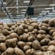 Mantenere la qualità e la presentazione o qual è la tecnologia adeguata per conservare le patate