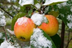 Revisión de variedades de manzanas de invierno almacenadas hasta la primavera.