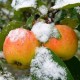 Overzicht van wintervariëteiten van appels die tot de lente zijn bewaard