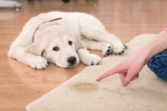 Voies et méthodes pour éliminer l'odeur d'urine de chien d'un tapis à la maison