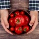 Wertvolle Empfehlungen zur richtigen Lagerung von Tomaten zu Hause