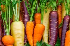 List of carrot varieties intended for long-term storage