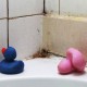 Wie kann man Schimmel im Badezimmer schnell und effektiv entfernen?