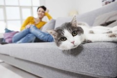 Làm thế nào và làm thế nào để loại bỏ mùi nước tiểu mèo trên ghế sofa một cách nhanh chóng, dễ dàng và không tốn kém?