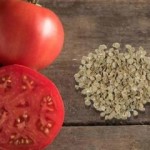 Advice from gardeners on how and how long to store tomato seeds