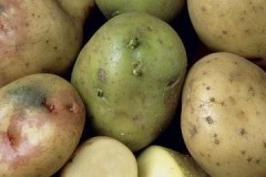 Verde venenoso, ou por que as batatas ficam verdes durante o armazenamento