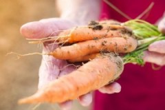 Formas populares de almacenar zanahorias en el sótano.