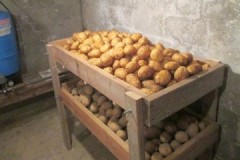 Regras para armazenar batatas em adega ou porão: temperatura, luz e outros parâmetros