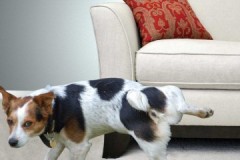 Bagaimana dan dengan apa dengan cepat, berkesan dan tanpa banyak usaha anda boleh mengeluarkan bau air kencing anjing dari upholsteri sofa?