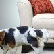 Bagaimana dan dengan apa dengan cepat, berkesan dan tanpa banyak usaha anda boleh mengeluarkan bau air kencing anjing dari upholsteri sofa?