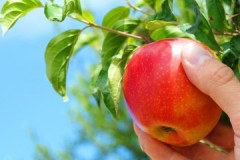 Preporuke iskusnih vrtlara o tome kada i kako pravilno ukloniti jabuke za skladištenje