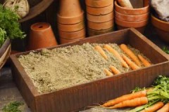 All the most important things about storing carrots for the winter in sawdust