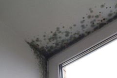 How to easily and effectively remove mold from plastic and wooden windows?